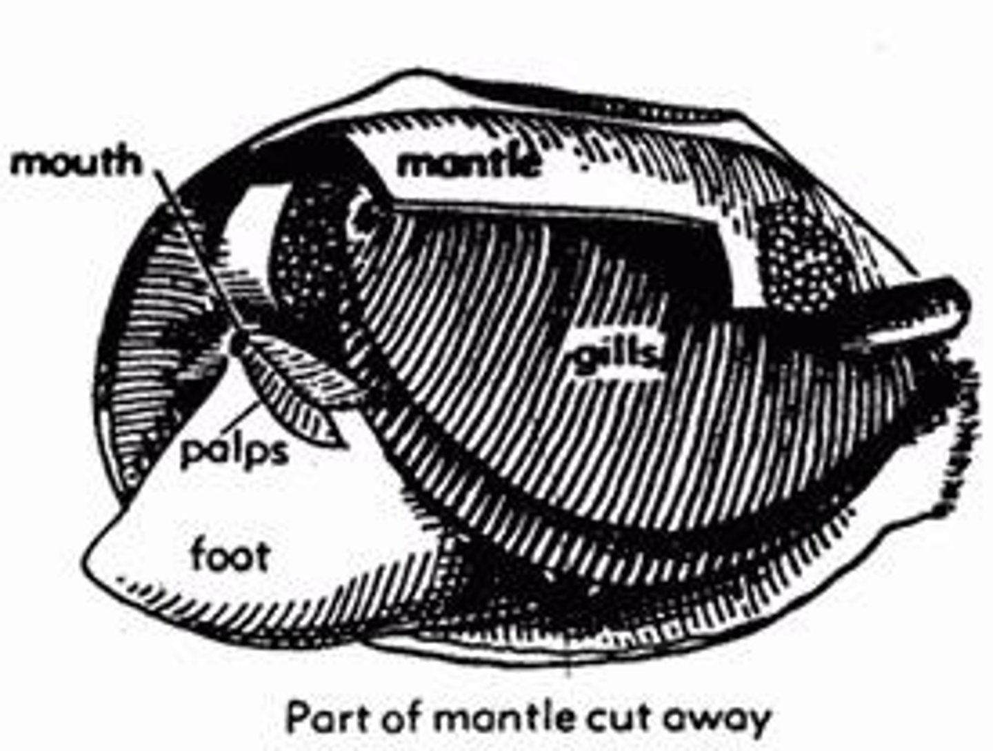 <p>Process of absorbing oxygen through diffusion or gills.</p>