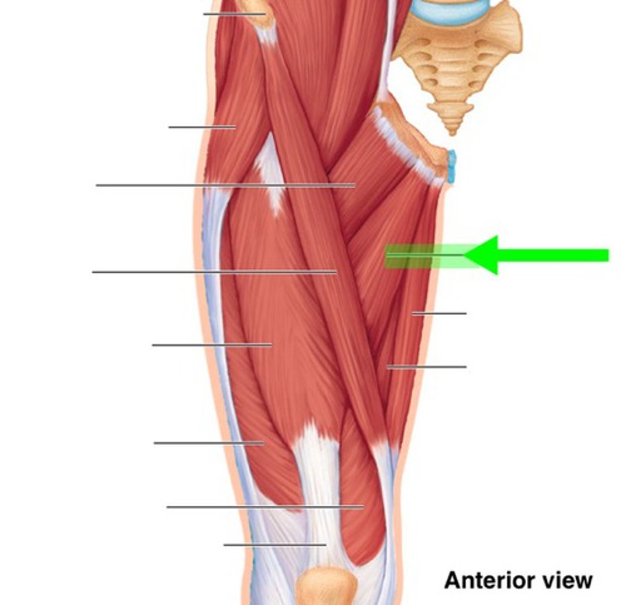 <p>What muscle is this?</p>