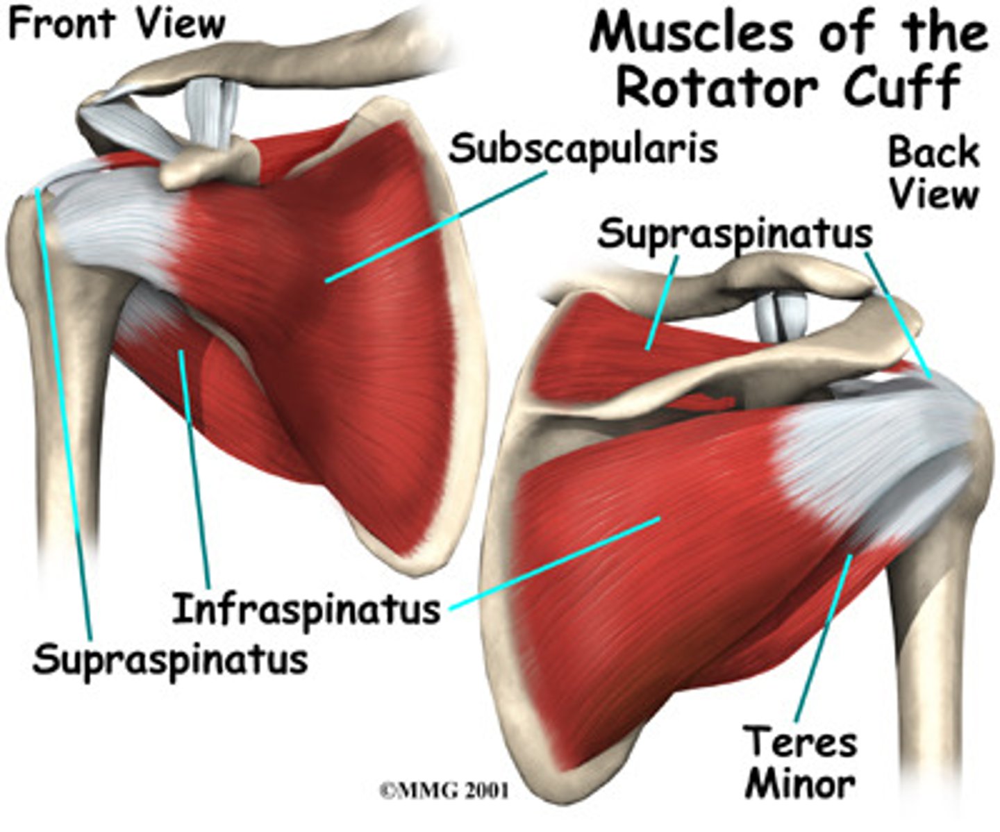 <p>-Laterally rotates arm</p><p>-Axillary n. (C5 - C6)</p>