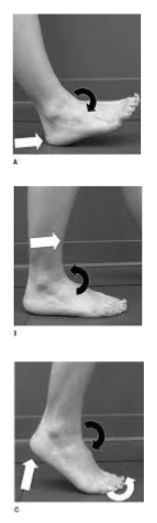 <ol><li><p>heel rocker: heel strike to foot flat. It involves ankle plantarflexion.</p></li><li><p>ankle rocker: rotation of tibial over foot. It involves ankle dorsiflexion</p></li><li><p>forefoot rocker: heel rise + forefoot dorsiflexion. It involves ankle plantarflexion.</p></li></ol><p></p>