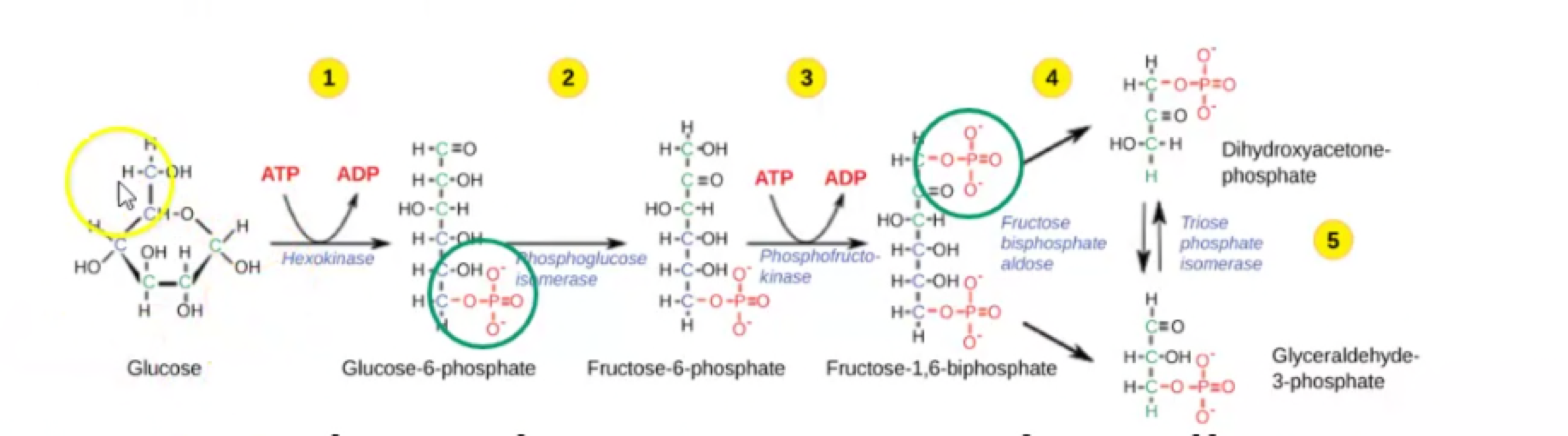 The 6-C glucose is broken down into 2 3-C molecules= “glyco-lysis” 