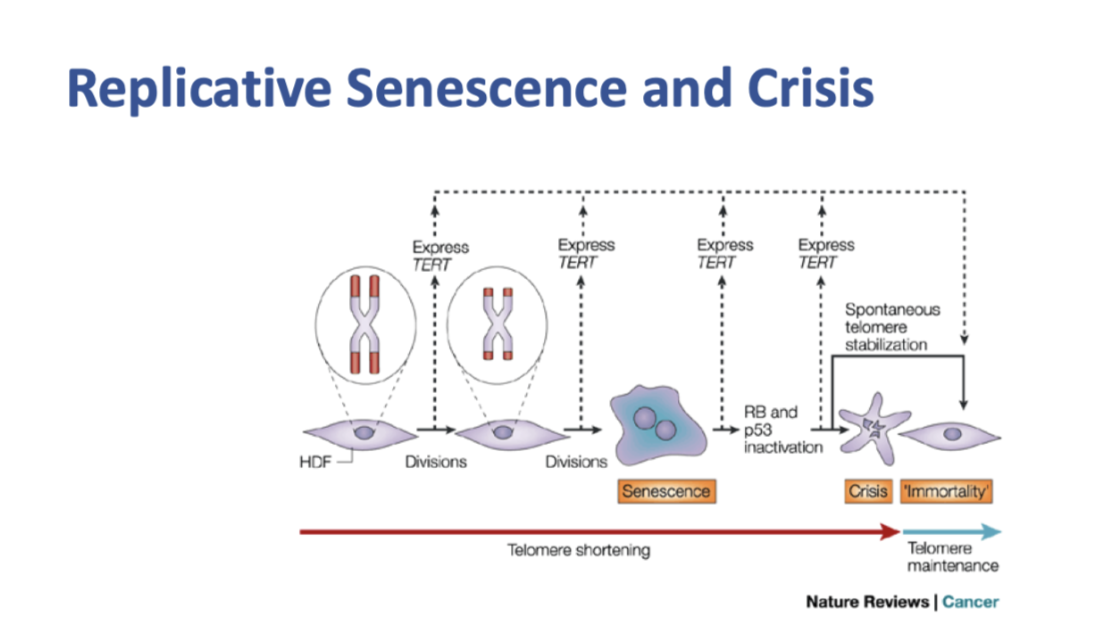 <p><span style="background-color: inherit; line-height: 22px; color: windowtext;"><span>At some point in cell some chromosomes become so short that they enter senescence</span></span><span style="line-height: 22px; color: windowtext;"><span>&nbsp;</span></span></p><ul><li><p class="Paragraph SCXO177015249 BCX0" style="text-align: left;"><span style="background-color: inherit; line-height: 22px; color: windowtext;"><span>Not all chromosomes shorten at the same time</span></span><span style="line-height: 22px; color: windowtext;"><span>&nbsp;</span></span></p></li><li><p class="Paragraph SCXO177015249 BCX0" style="text-align: left;"><span style="background-color: inherit; line-height: 22px; color: windowtext;"><span>Takes 1 or 2 chromosomes to start activating senescence</span></span><span style="line-height: 22px; color: windowtext;"><span>&nbsp;</span></span></p></li></ul><p></p>