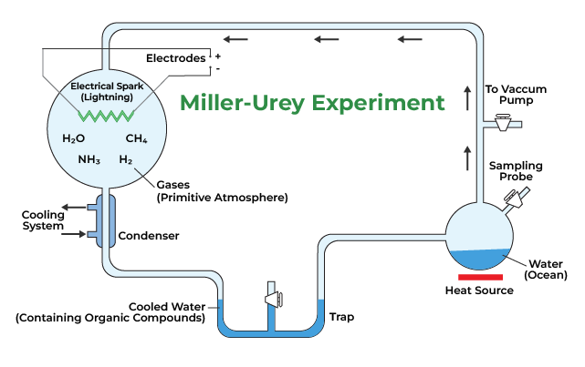 <p>Miller and Urey</p>