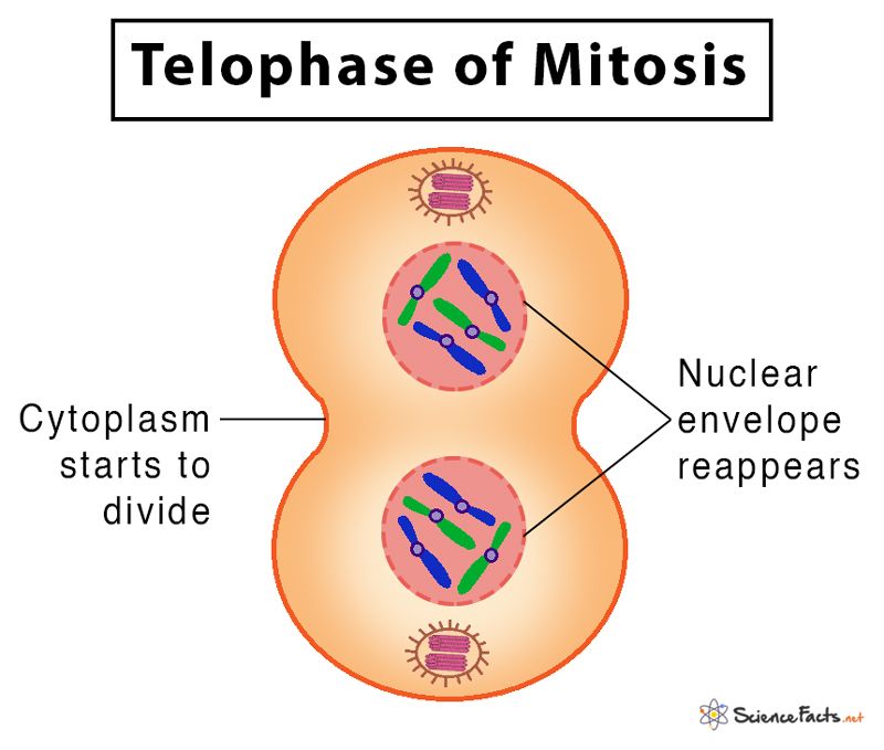 <p></p><ul><li><p>condensed chromosomes unwind and spread out into clusters of chromatin</p></li><li><p>the nuclear envelope reforms</p></li><li><p>the nucleus becomes visible again</p></li><li><p>the cell now has <strong>TWO IDENTICAL </strong>nuclei</p></li></ul><p></p>