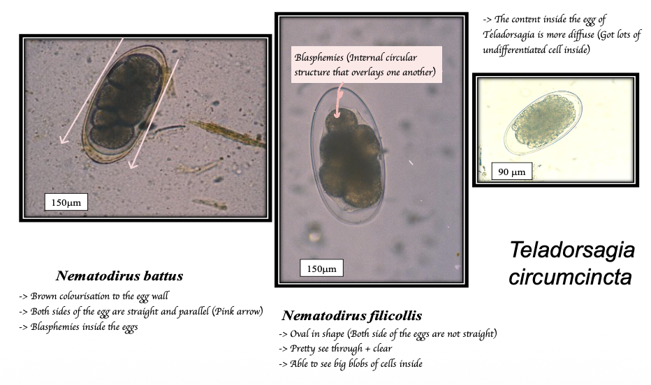 <p><strong>Size: </strong></p><ul><li><p><em>Nematodirus</em><span><span> - large (150 µm)</span></span></p></li><li><p><span><em><span>Trichostrongyle</span></em><span> - small (90 µm)</span></span></p></li></ul><p></p><p><strong>Contents: </strong></p><ul><li><p><em>Nematodirus</em><span> - internal circular structure </span></p></li><li><p><em><span>Trichostrongyle</span></em><span> - more diffuse (More undifferentiated cell inside) </span></p></li></ul><p></p><p><strong>Shape</strong>: </p><ul><li><p>Nematodirus - both sides of egg are straight and parallel </p></li><li><p>Trichostrongyle - more irregular and variable </p></li></ul><p></p><p><strong>Colouration: </strong></p><ul><li><p>Nematodirus - brown colourisation to egg wall </p></li></ul><p></p>