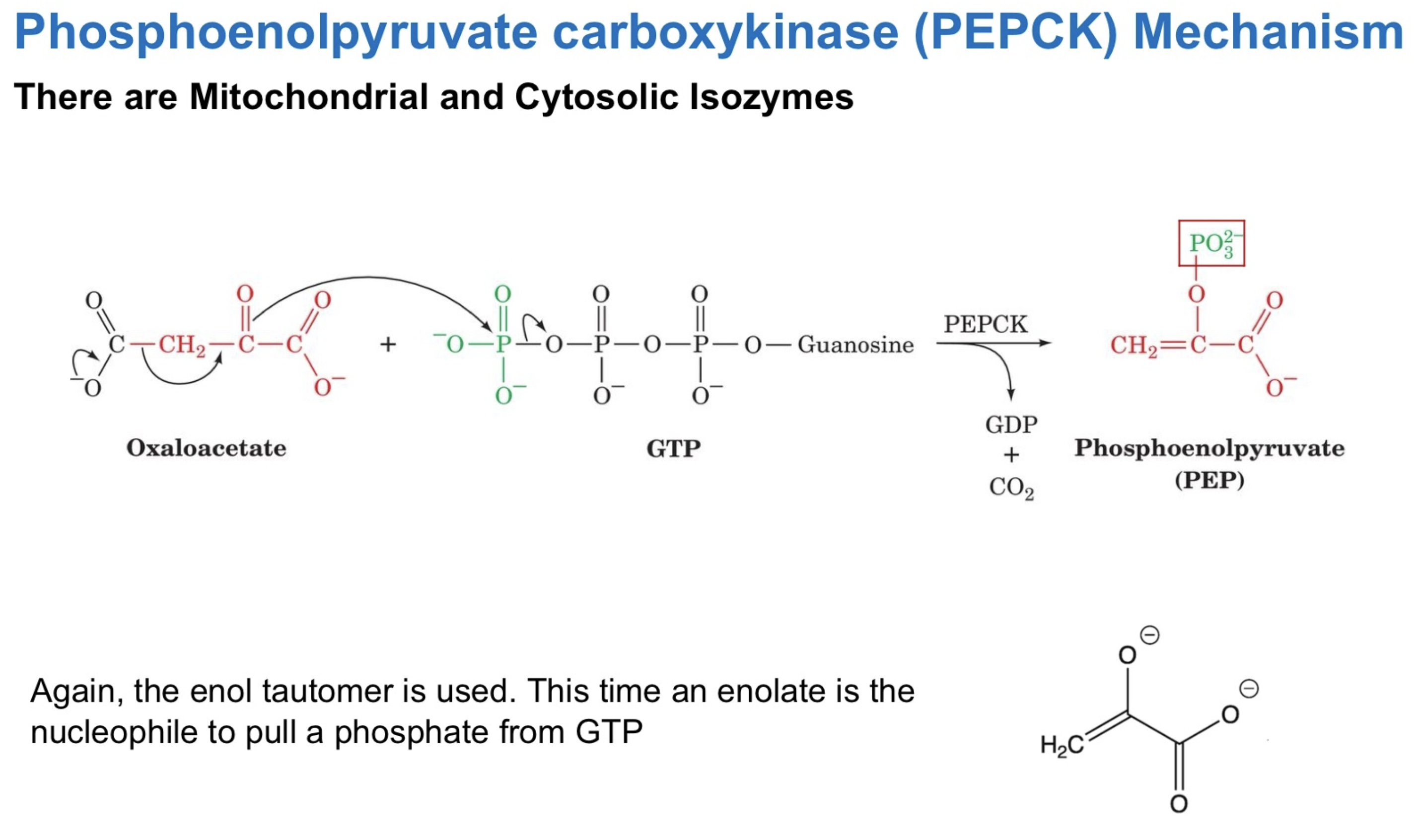 <p>PEPCK (Phosphoenolpyruvate carboxykinase) USES GTP</p>
