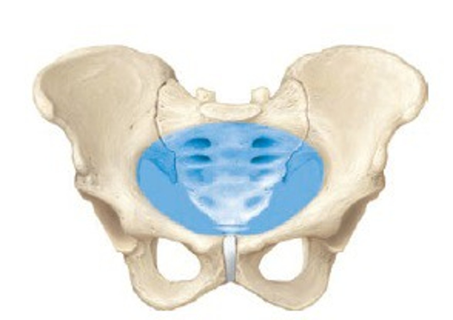 <p>inferior to pelvic brim; defines birth canal</p>
