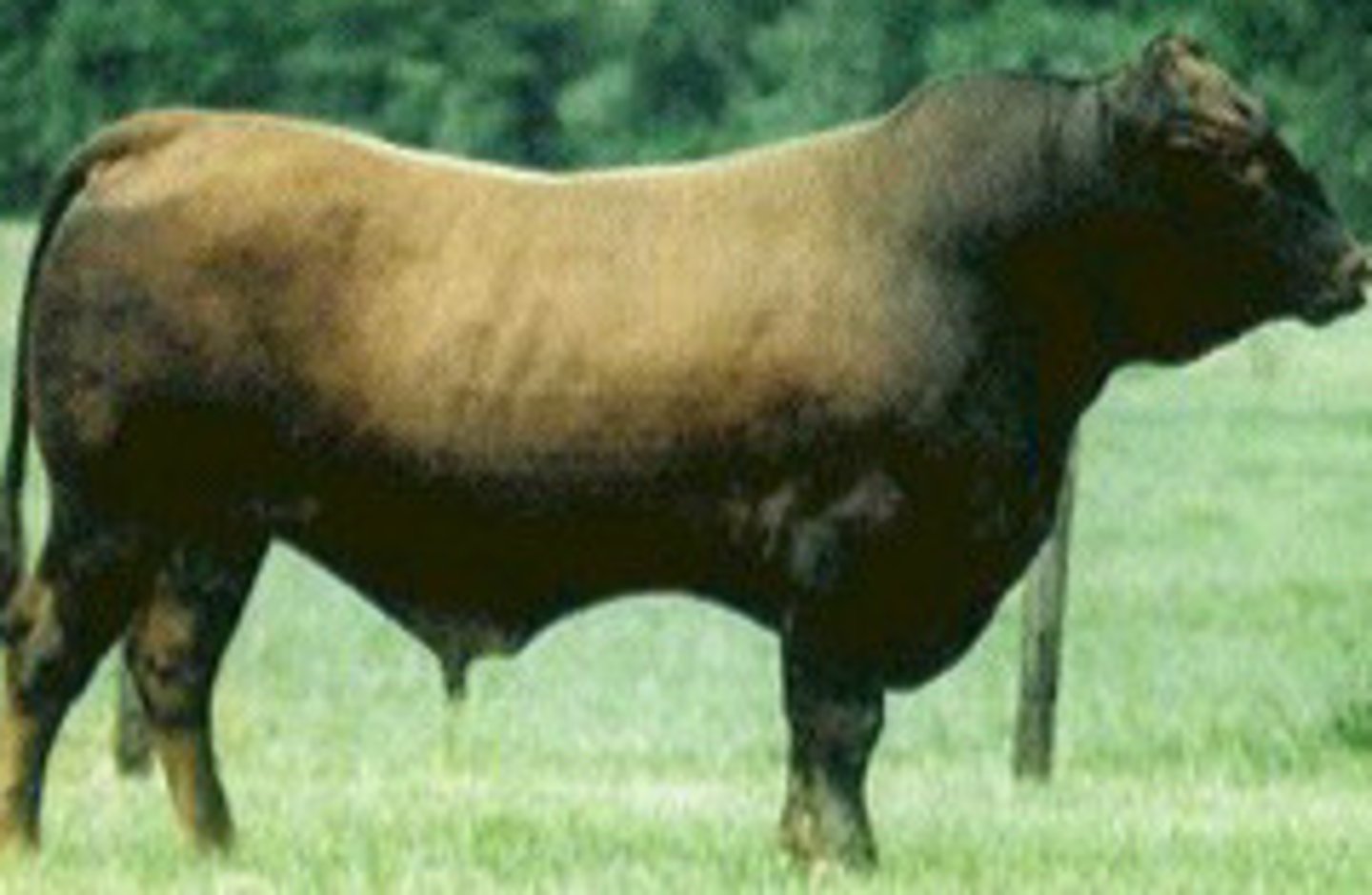 <p>- red poll x n'dama</p><p>- heat tolerant &amp; insect resistant</p>