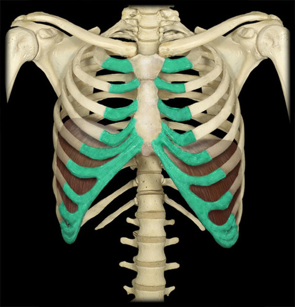 <p>The cartilage that connect the sternum and the ends of the ribs</p>