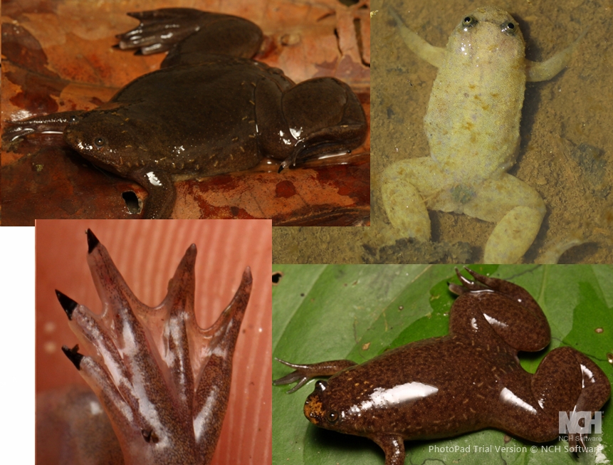 <p>West African Clawed Frog, flat body, eyes on top of head, fully webbed feet, claws on first 3 toes</p>