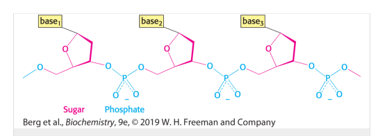 <ul><li><p>Stores genetic information</p></li><li><p>Constructed from four building blocks (bases)<br>- Adenine (A)<br>- Cytosine (C)<br>- Guanine (G)<br>- Thymine (T)</p></li><li><p>DesoxyNucleacAcid</p></li><li><p>Double helix where the bases bond through hydrogen bonds</p></li></ul><p></p>