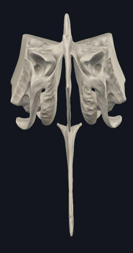 <p>Lame perpendiculaire de l’ethmoïde et vomer</p>