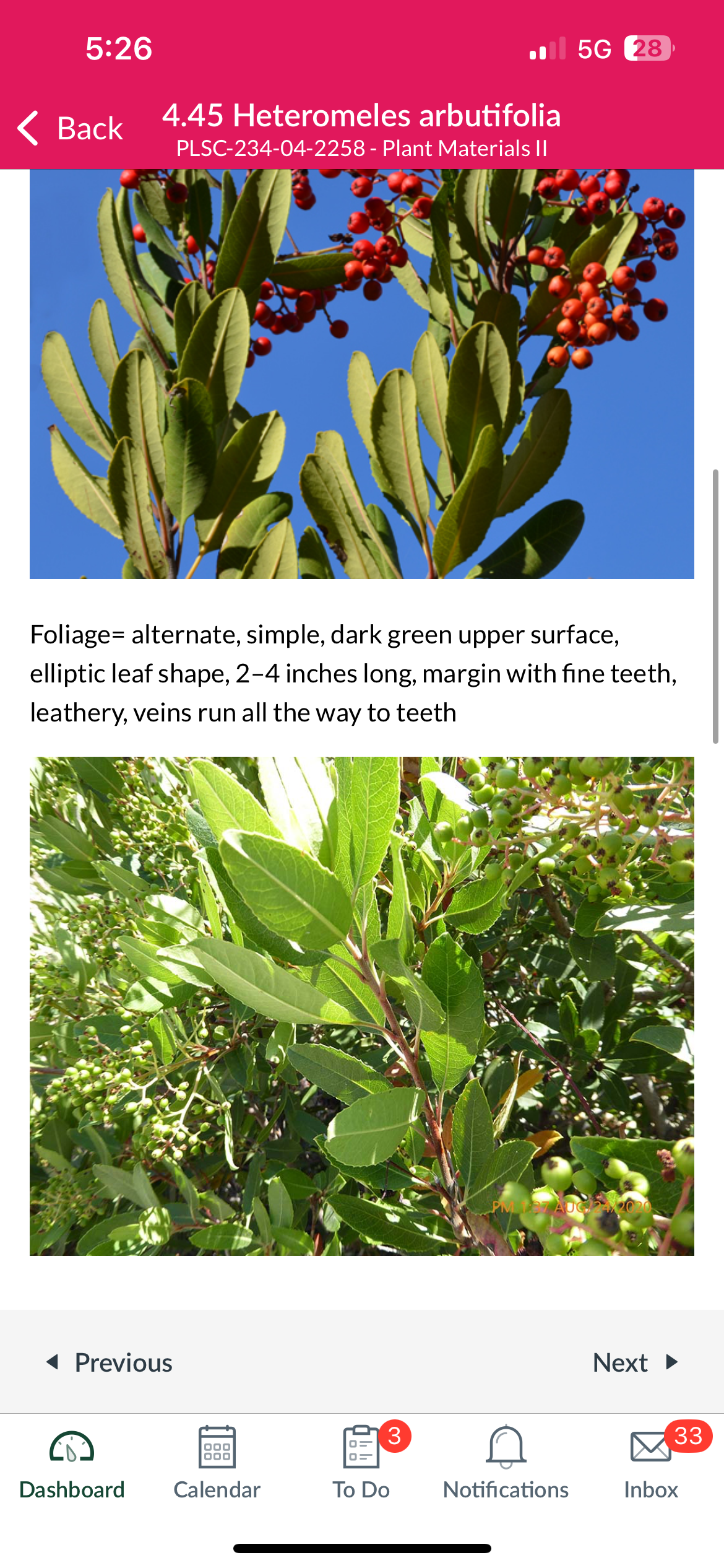 <p>Toyon</p>
