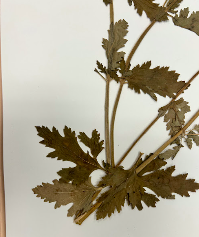 <p>Verbenaceae</p><p><em>Verbena</em></p>