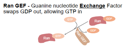 <ul><li><p>Guanine Nucleotide Exchange Factors swaps GDP out allowing GTP in</p></li><li><p>Bound to chromatin</p></li></ul><p></p>