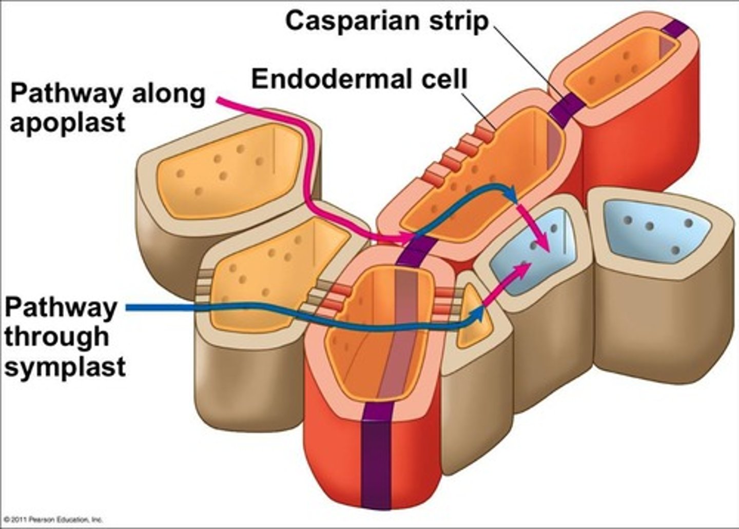 <p>Fungi surround roots without penetrating root cells, commonly found in conifers and oak/beech.</p>