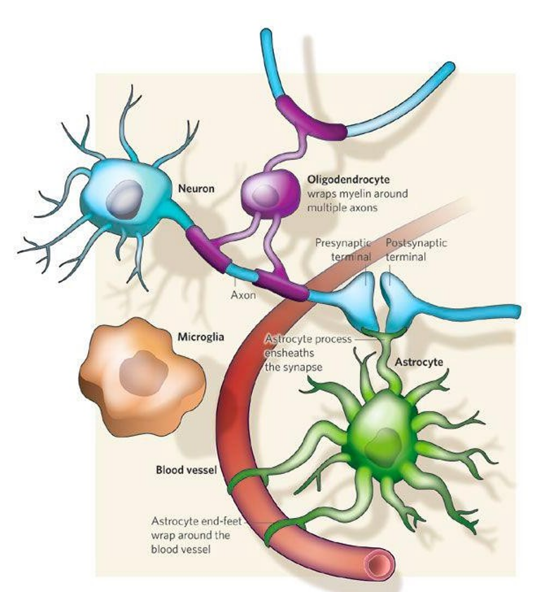 <p>Onderhouden homeostase & coördinatie van neuronale activiteit door buffers van elektrolyten & transport van transmitters</p>