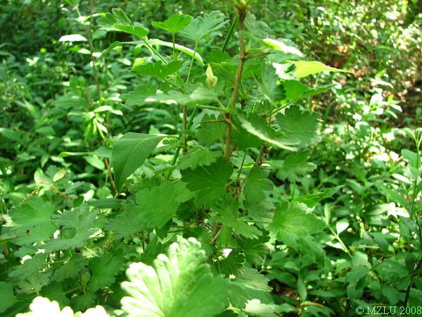 <p><span><em>Ribes uva-crispa</em></span></p>