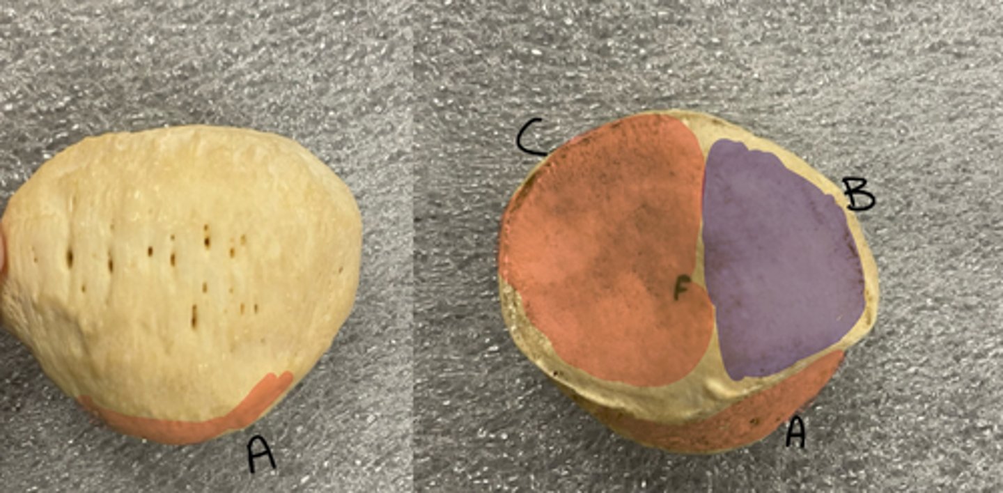 <p>C</p>