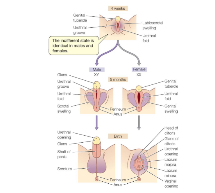 <ul><li><p><span style="background-color: transparent;"><span>Sex Determination: The process of establishing an individual's biological sex. It's often genetically based (e.g., XX/XY in mammals) but can be more complex and is influenced by epigenetics and environmental factors.</span></span></p></li><li><p><span style="background-color: transparent;"><span>Differentiation of External Genitalia: Males and females start from an identical "indifferent state" in the womb. Hormonal signals (primarily androgens like testosterone) then drive the development of either male or female external genitalia.</span></span></p></li></ul><p></p>