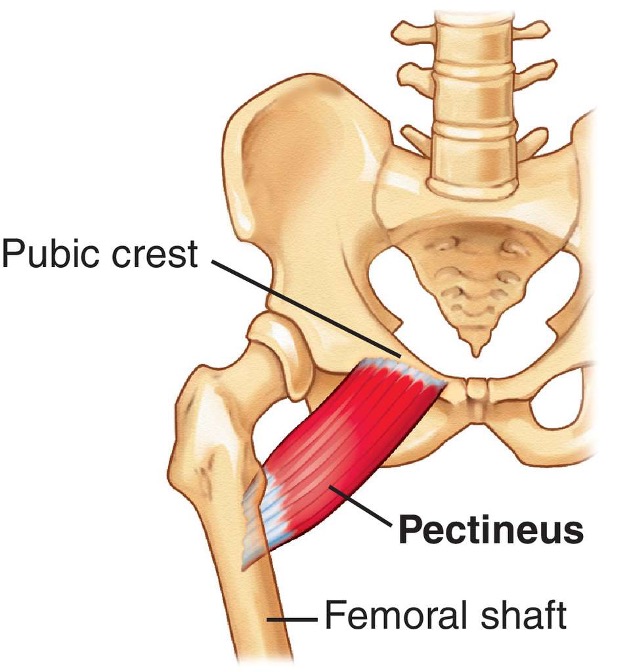 <p><strong>origin: </strong> pubis </p><p><strong>insertion:</strong> femur, just inferior to lesser trochanter</p><p><strong>innervation:</strong> femoral n. L2-L3</p><p><strong>action: </strong>-adduct and flex thigh</p><p>-assist with medial rotation of thigh</p>