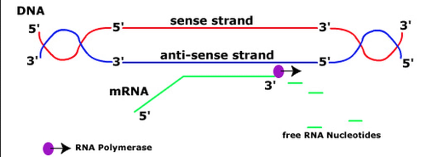 <p>• does not stay base-paired with the template long-term</p><p>• RdRP unwinds the antisense RNA during synthesis by strand displacement</p><p>• released as a separate single strand</p>