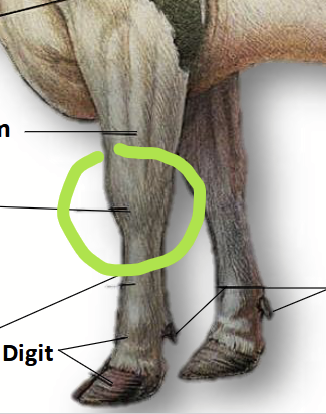 <p>The “wrists” of the forelimbs of a cow. Bends posteriorly.</p><p>The bone and joint are equivalent to the wrist in a human!</p>