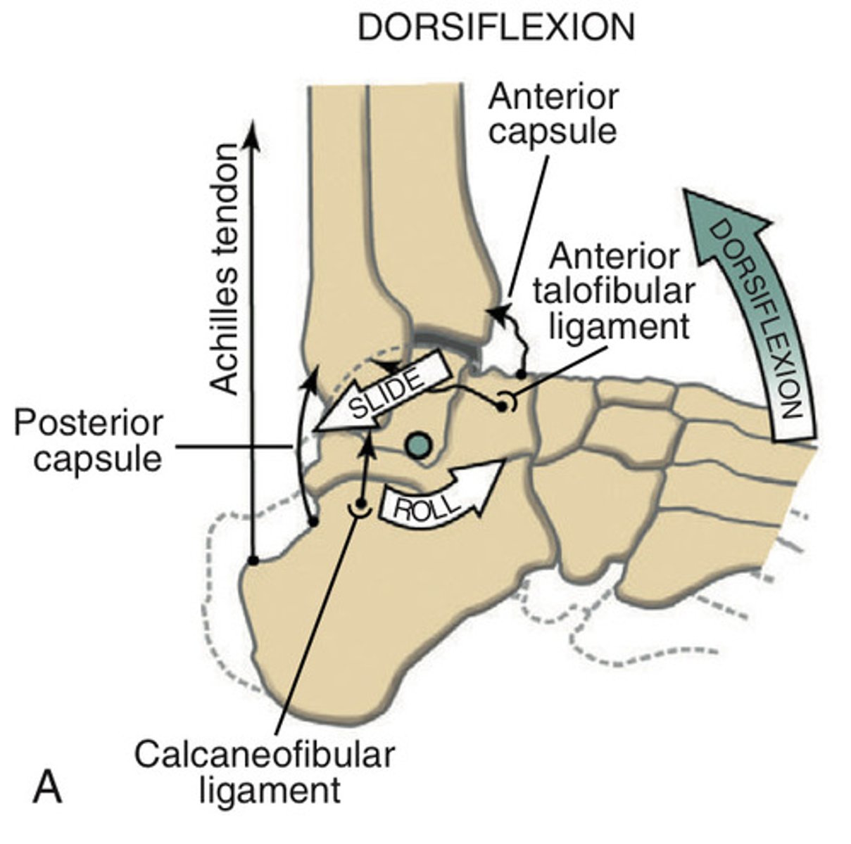 <p>Opp roll and glide</p><p>To improve joint arthrokinematics perform:</p><p>Posterior for DF</p><p>Anterior for PF</p>
