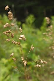 <p>A fine-textured grass with dangling, heart-shaped seedheads that quiver in the wind.</p>