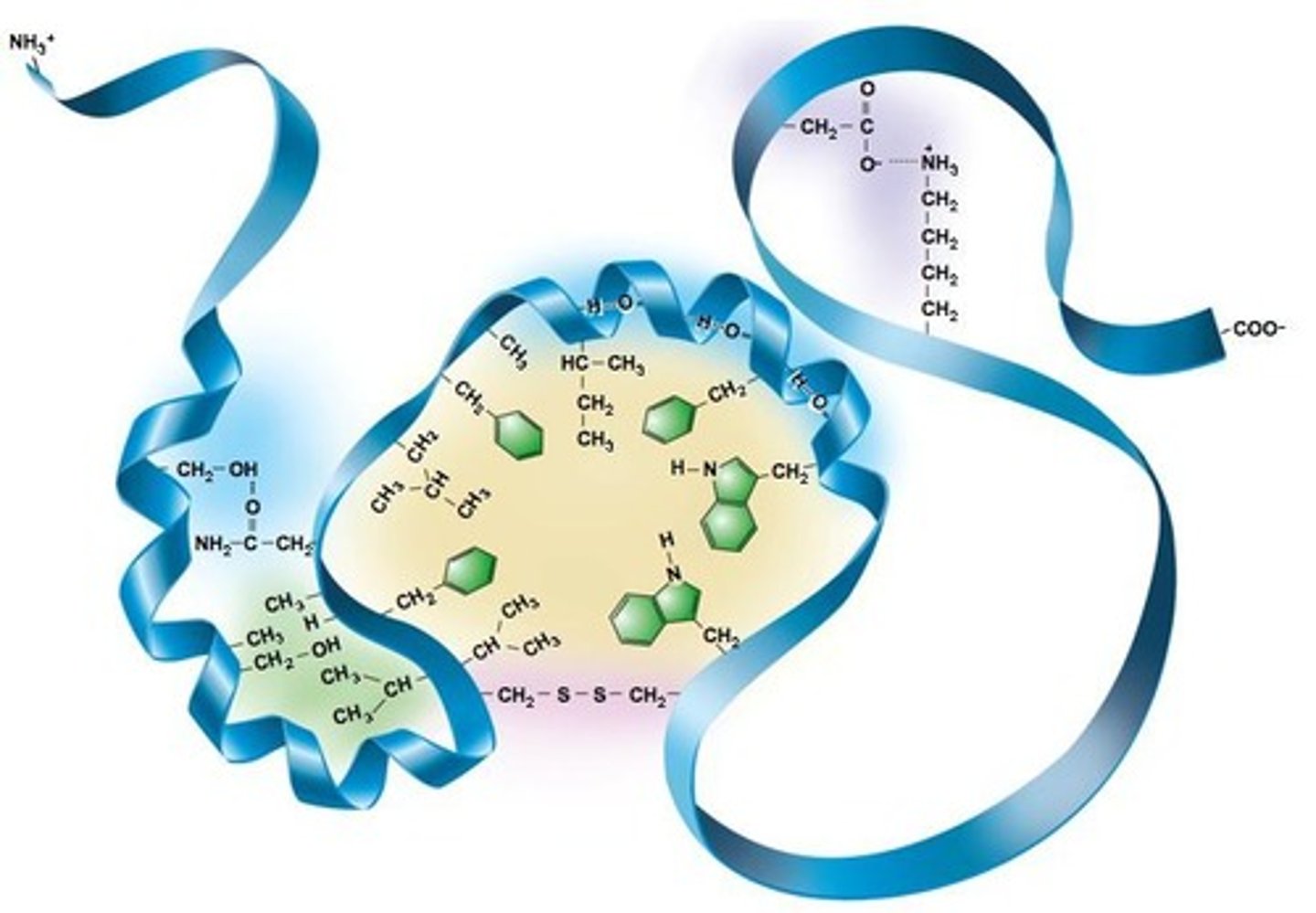 <p>A peptide bond connects amino acids.</p>