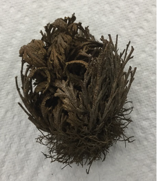 <p>Resurrection plant </p>