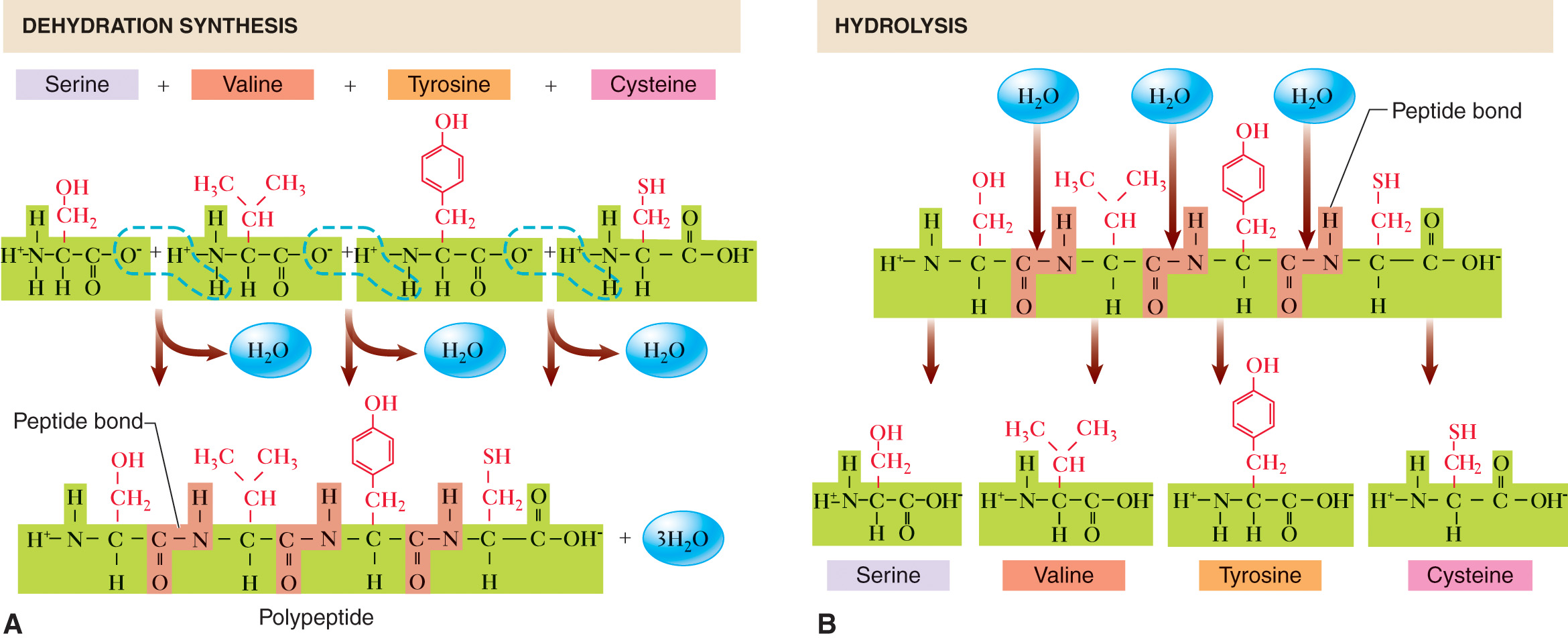 Formation and decomposition of a polypeptide.