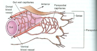 <p>Annelid: Polychaetae Gas exchange and Circulatory</p>