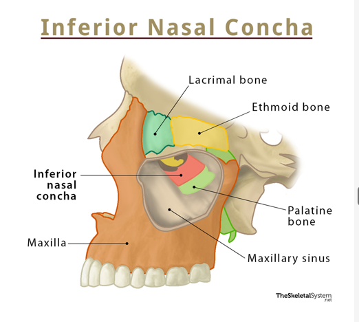 <ul><li><p>2</p></li><li><p>fit between the frontal processes of the maxillae and articulate with the maxillae laterally, and the frontal bone superiorly</p></li></ul><p></p>