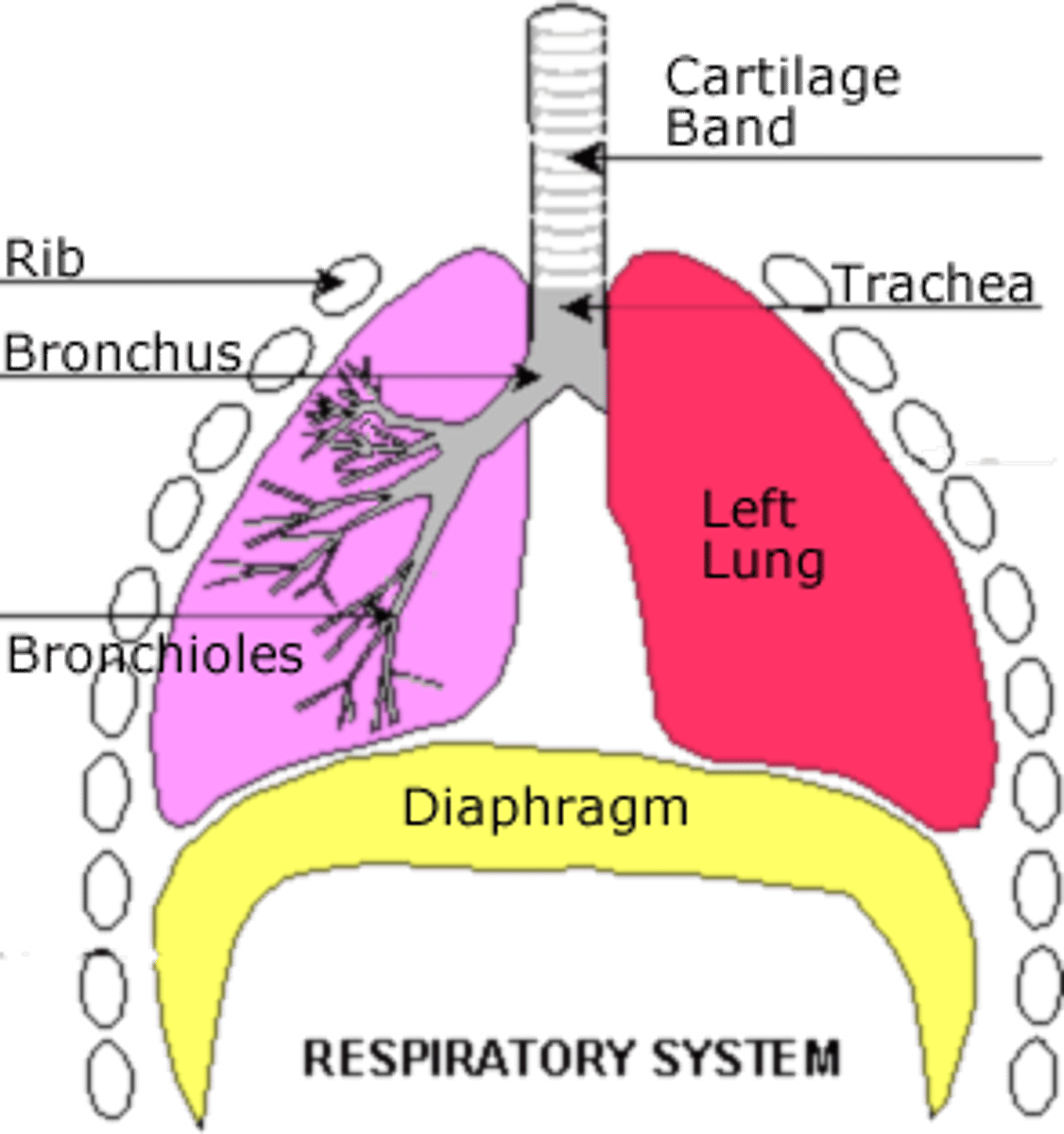 <p>responsible for breathing</p>