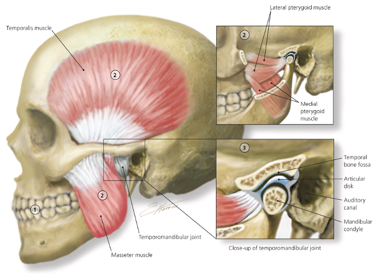 <p><mark data-color="yellow" style="background-color: yellow; color: inherit">Lateral pterygoid muscle</mark></p>