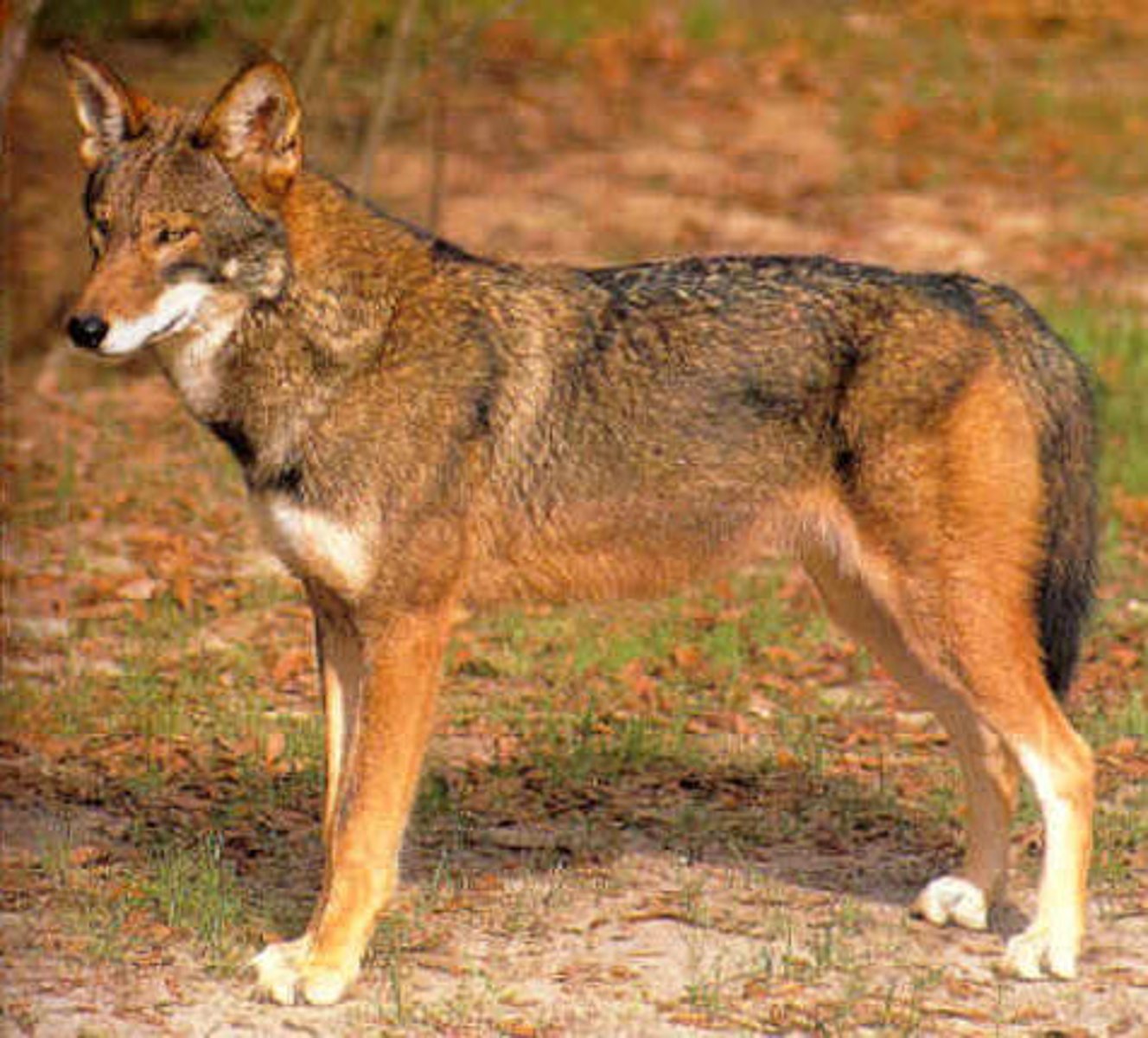 <p>Red Wolf</p>