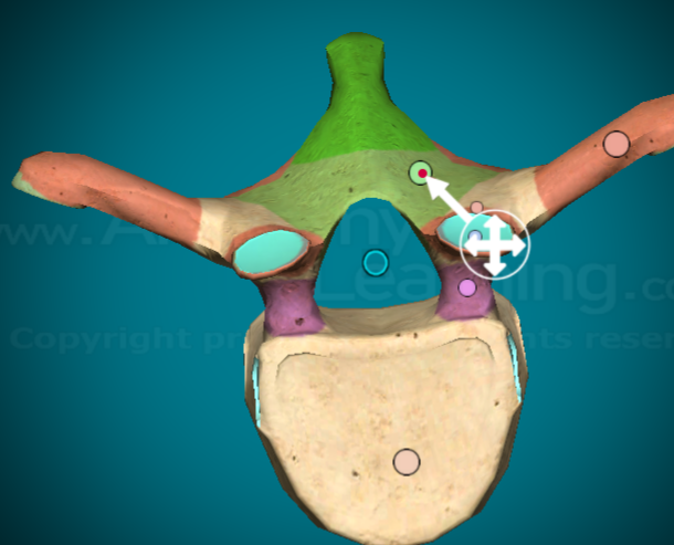 <p>the bit of bone that connects the spinus process to the transverse process of the vertebra</p>