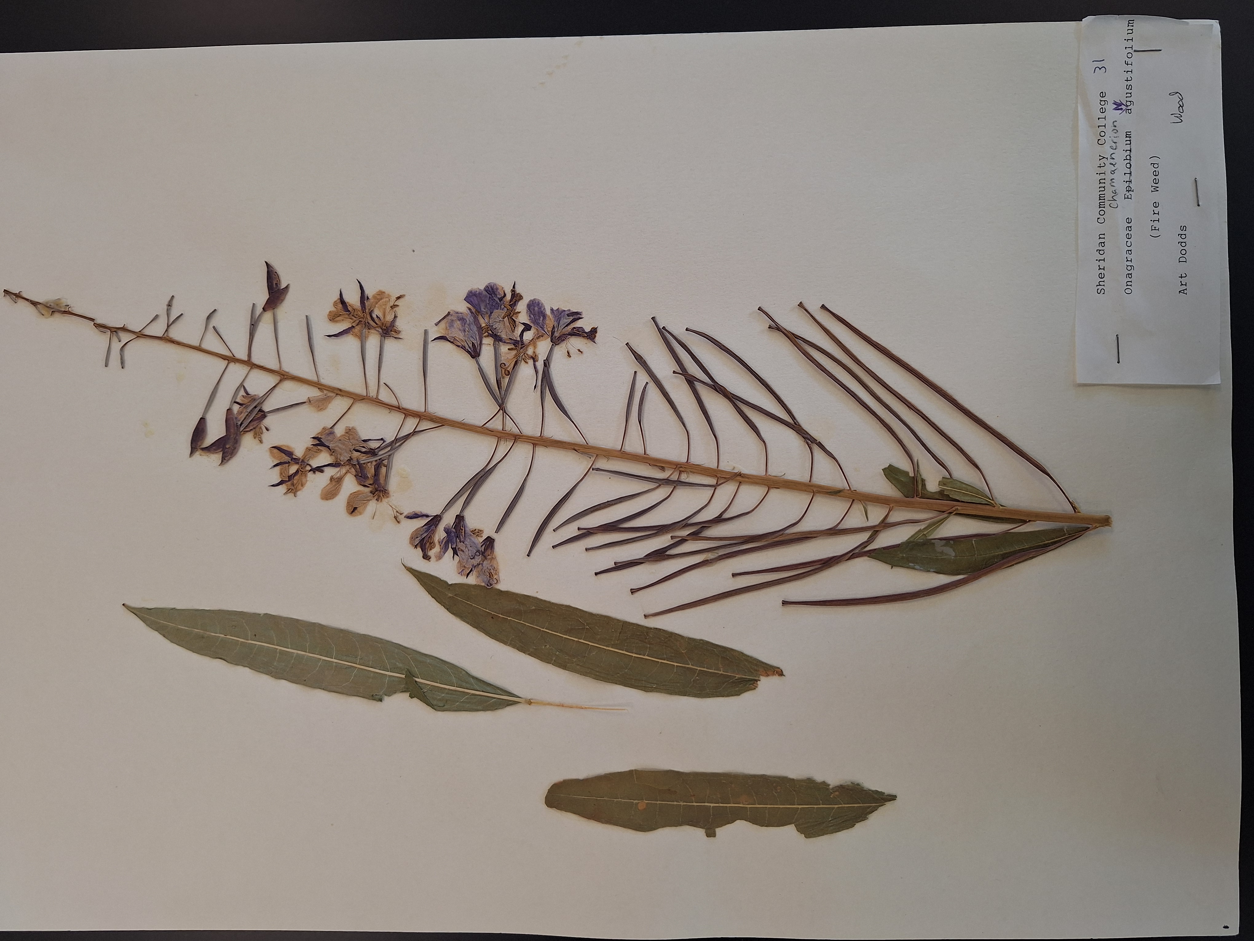 <p>What is this plant</p>