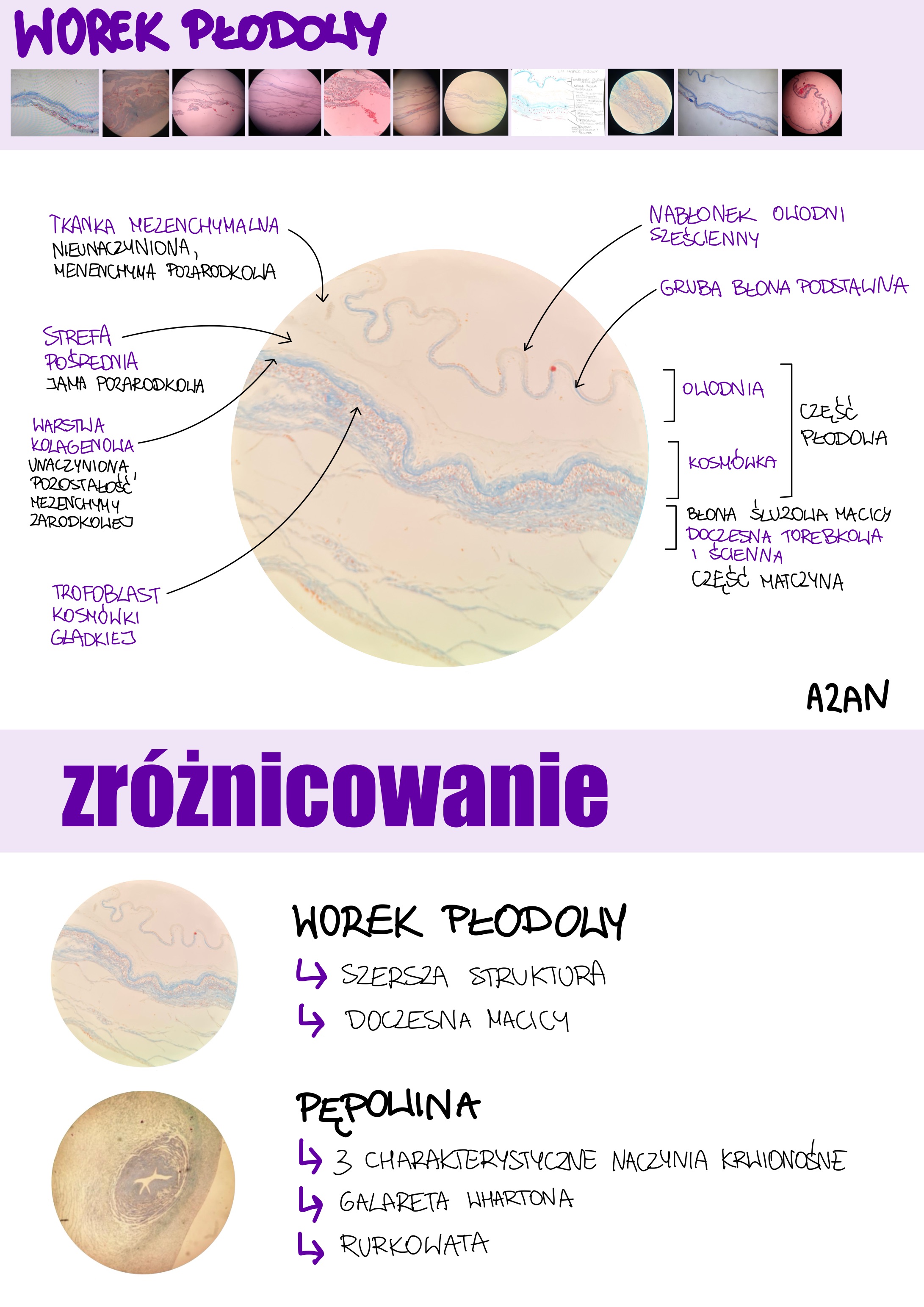 <p>Worek płodowy</p>