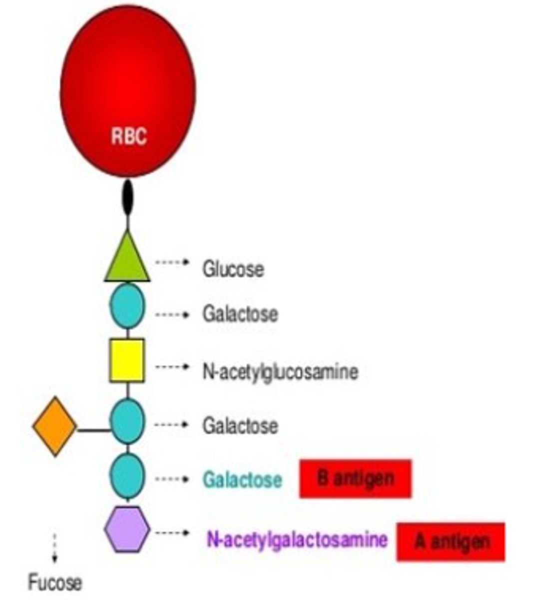 <p>Which antigen is formed?</p>