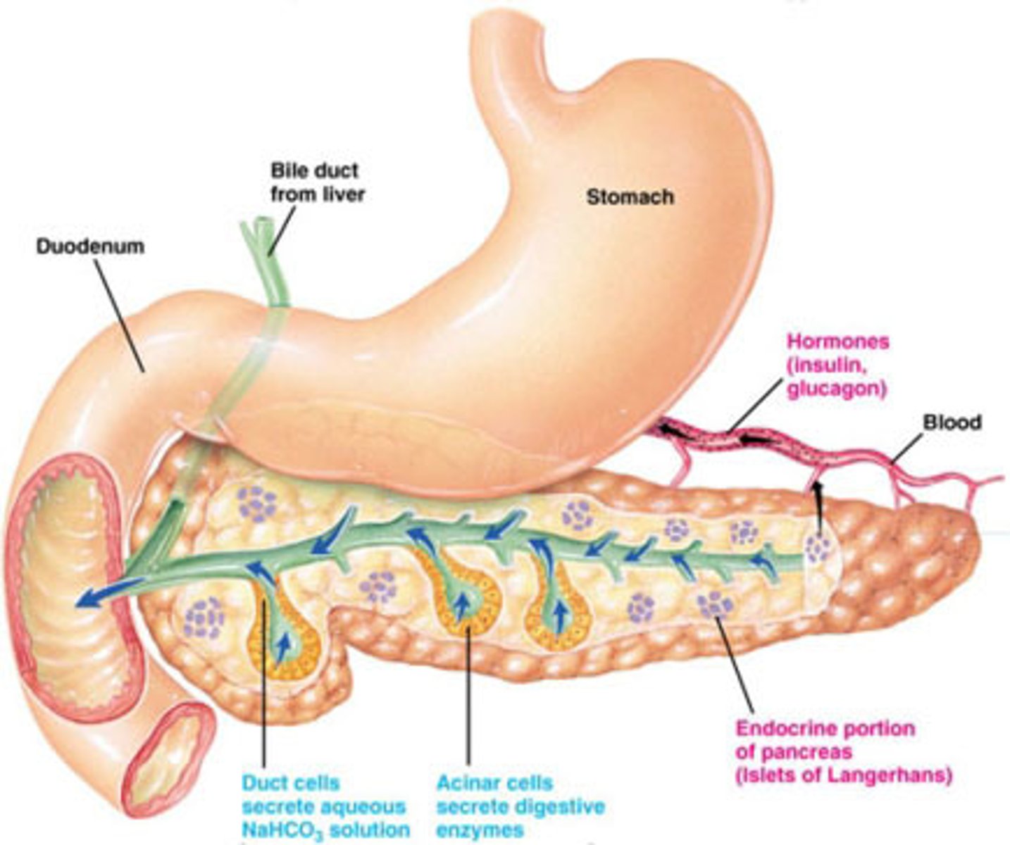 <p>made of enzymes, such as:</p><p>- pancreatic amylase: splits glycogen into disaccharides</p><p>- pancreatic lipase: breaks down triglycerides (lipids)</p><p>- trypsinogen, chymotrypsinogen, and carboxypeptidase: digest proteins</p><p>- nucleases - digest nucleic acids</p><p>- bicarbonate ions - make pancreatic juice alkaline (to neutralize acidic chyme)</p>