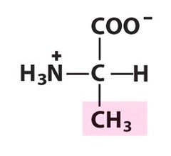 Nonpolar, aliphatic R Groups