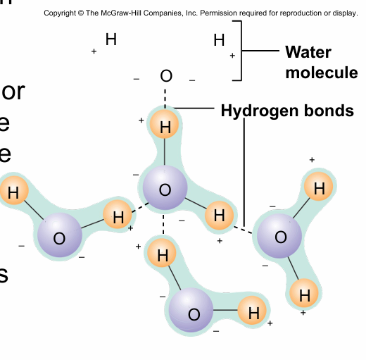 <p><strong>-</strong>Weak bond between a H covalently bonded to one molecule and an O or N atom on the same or different molecule + H</p><p>- Important in many biological molecules</p><ul><li><p><strong><mark data-color="yellow" style="background-color: yellow; color: inherit">when H+ binds w/ N,O, F you have the capacity to regenerate a super polar covalent bond. And that H+ has the capacity for a special intermolecular force (hydrogen bond)</mark></strong></p></li></ul><p></p>