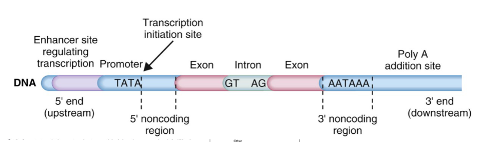<p>Note that TATA box (promoter) and AATAAA are counted as introns </p>