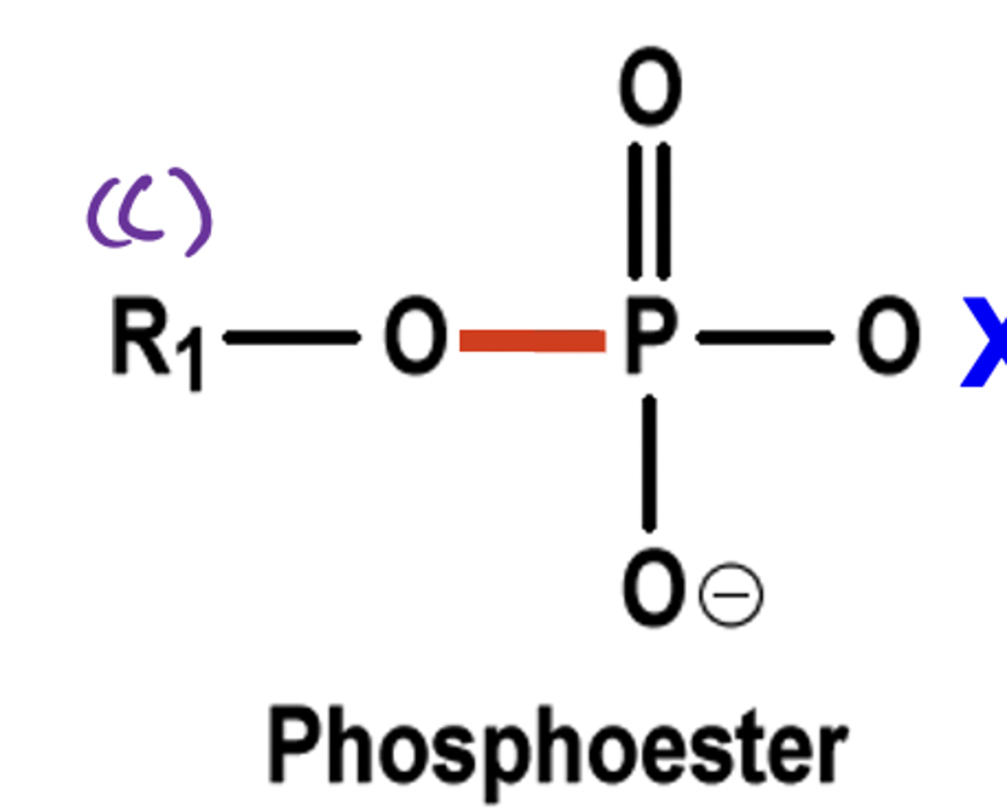 <p>Link carbons to phosphate groups</p>