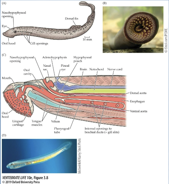 <p>Characteristics of Class Petromyzontiformes (lampreys):</p>