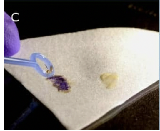 Oxidase reagent

\+ purple - blue

\- colorless