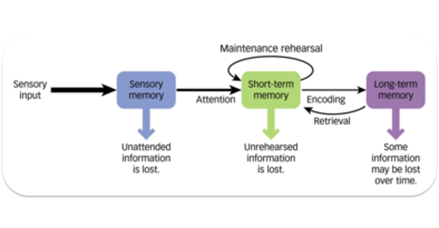 <p>The multi-store model is an explanation of memory proposed which assumes there are three separate memory stores, and that information is transferred between these stores in a linear sequence.<br><br>- oversimplified</p>