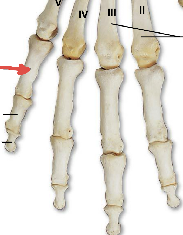 <p>what is this part of the phalanges?</p>